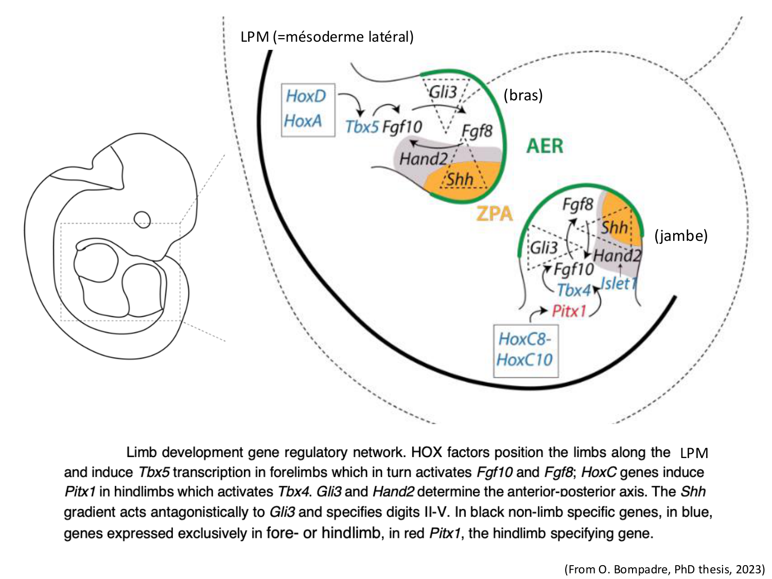 Développement des membres page 23