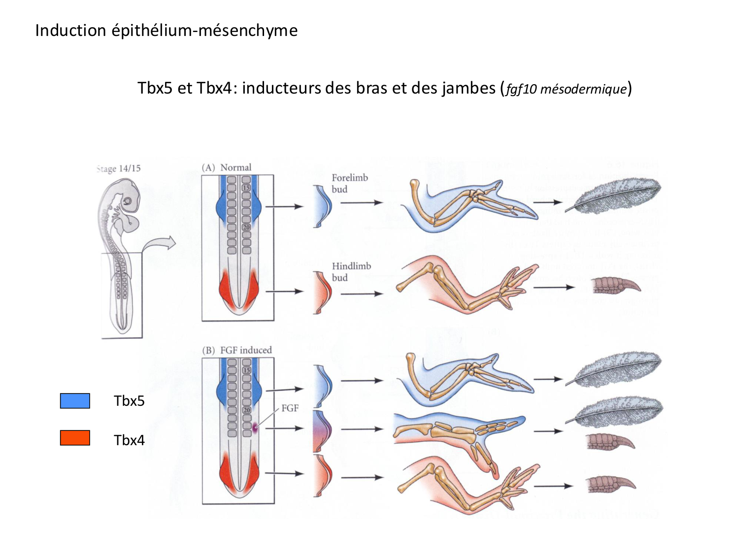 Développement des membres page 24