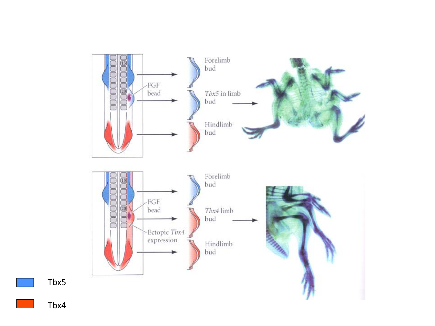 Développement des membres page 25
