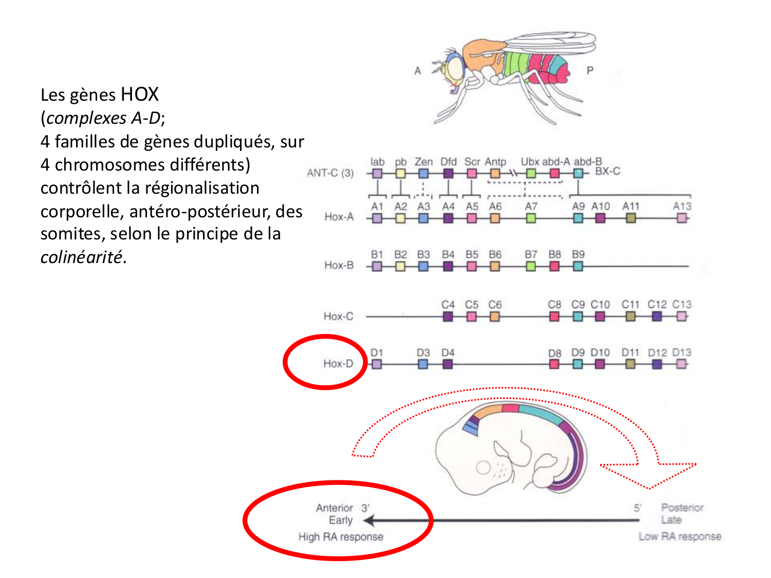 Développement des membres page 26
