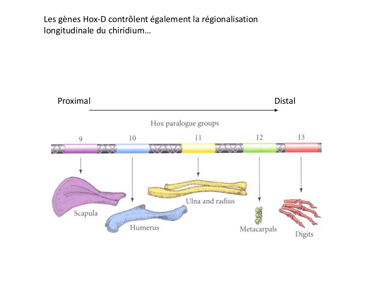Développement des membres page 27