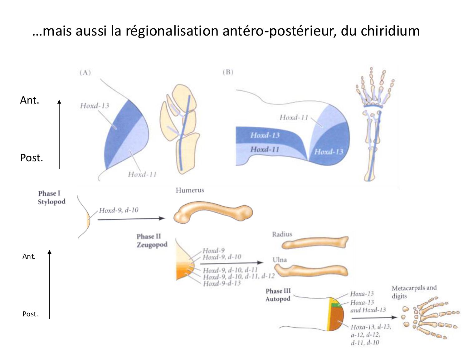 Développement des membres page 28