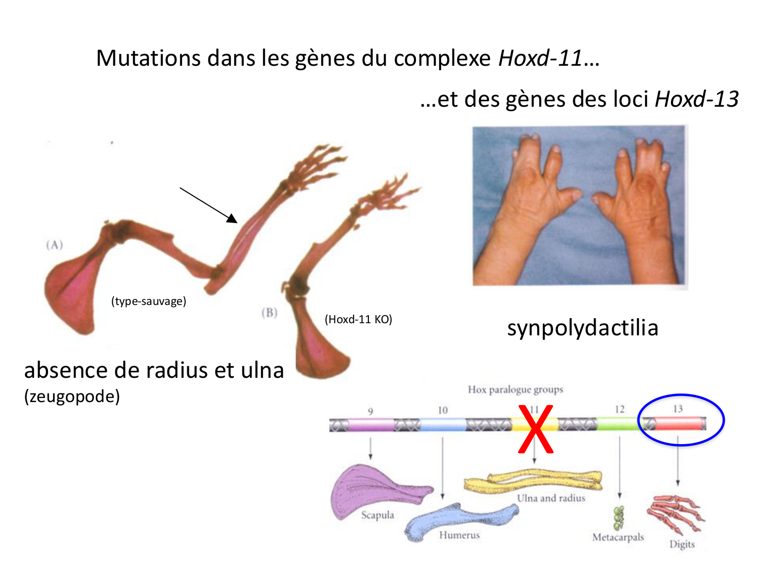 Développement des membres page 29