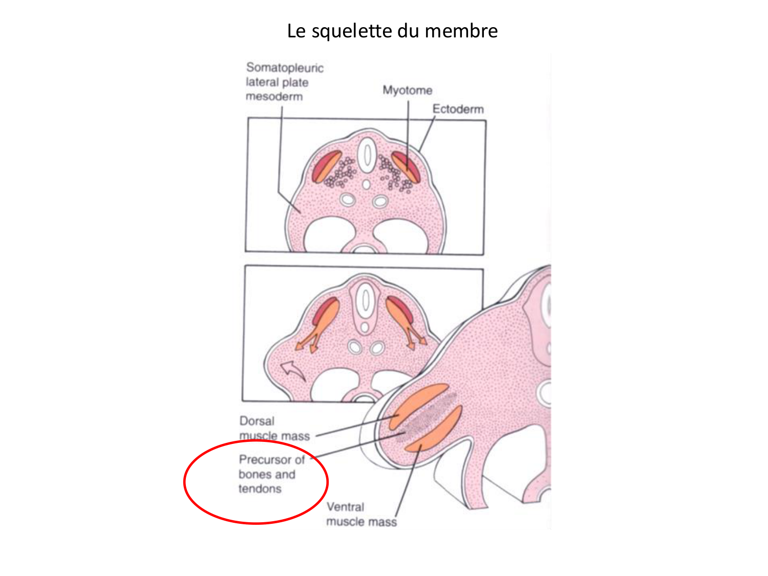 Développement des membres page 31