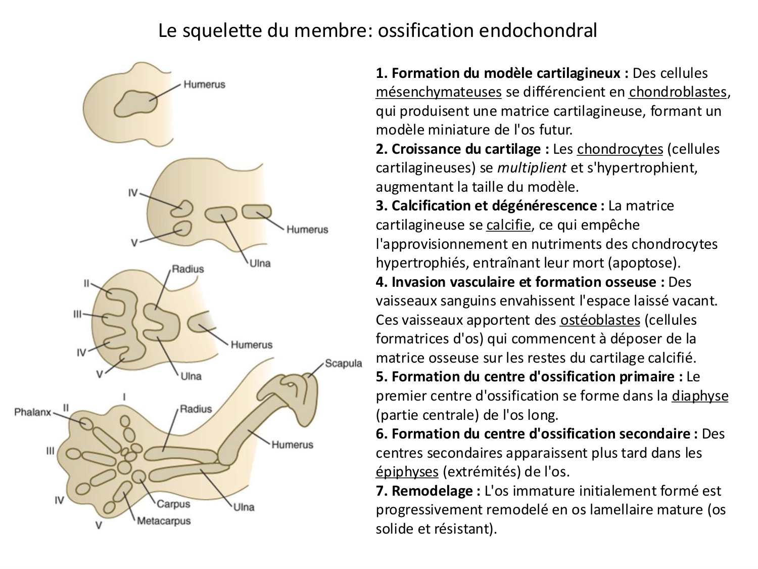 Développement des membres page 32