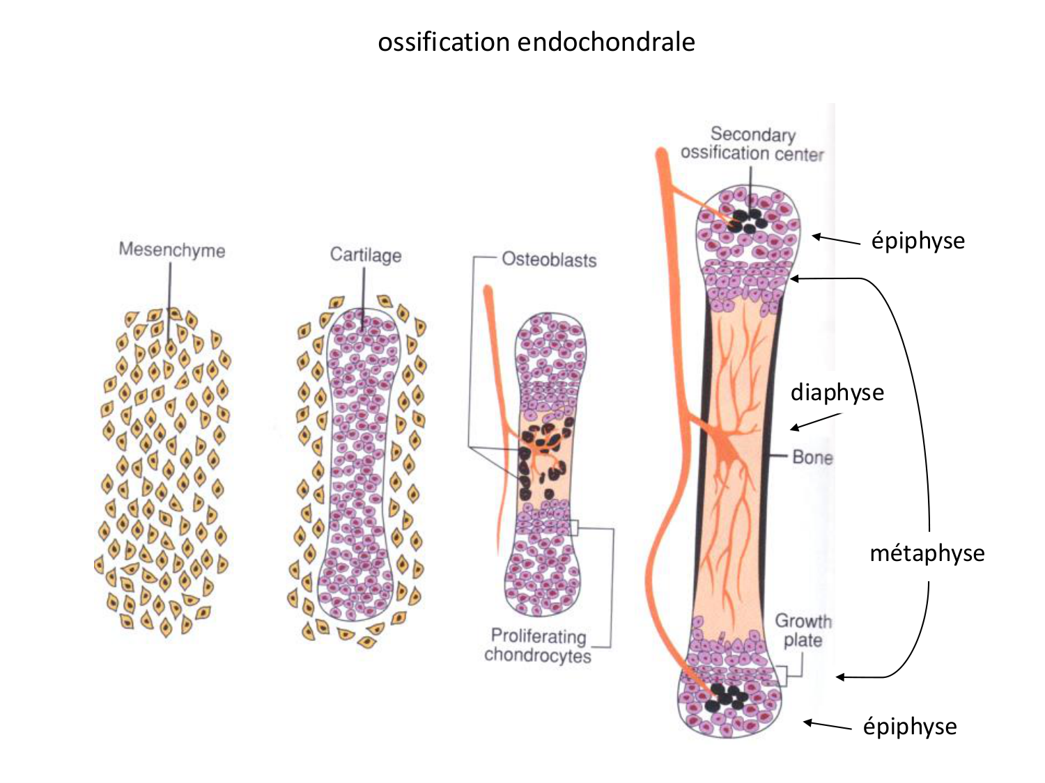 Développement des membres page 33