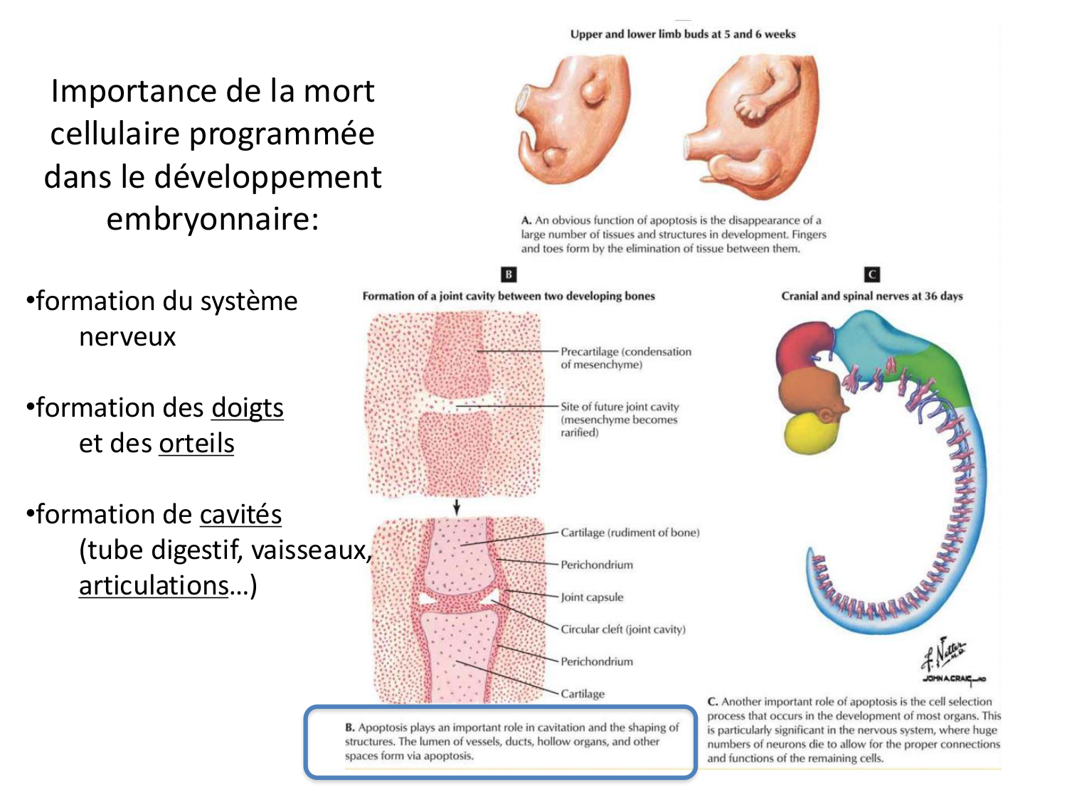 Développement des membres page 34