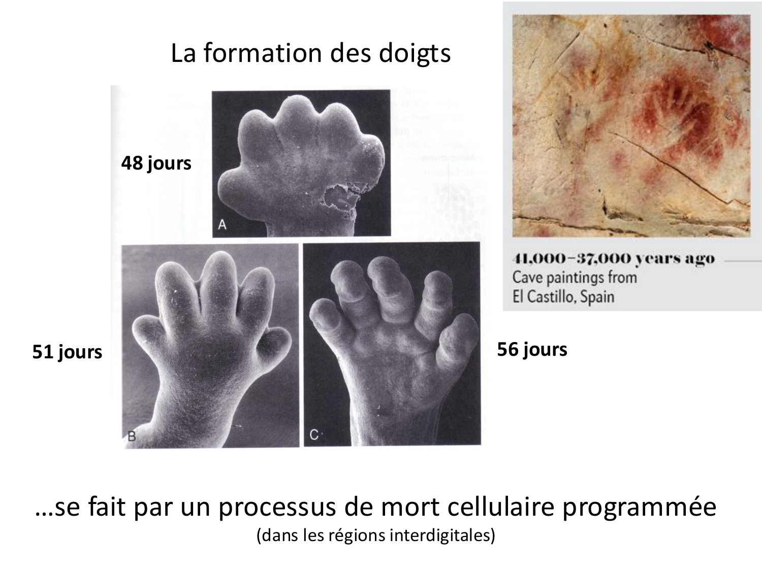 Développement des membres page 35