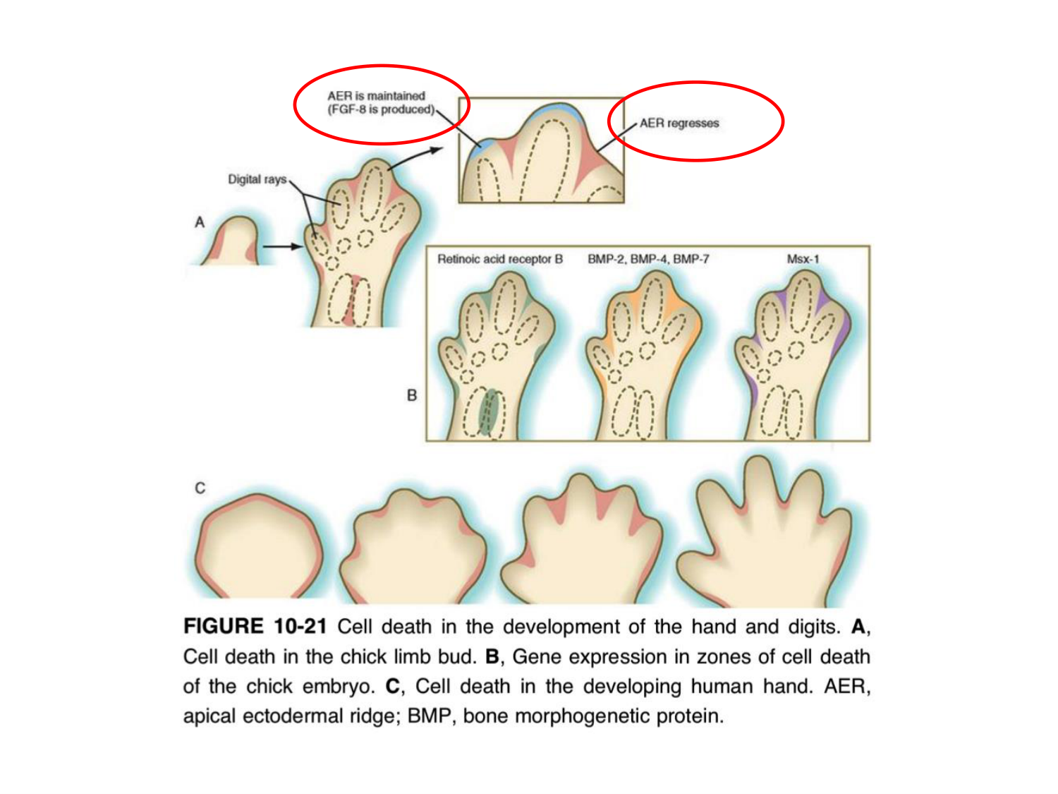 Développement des membres page 36
