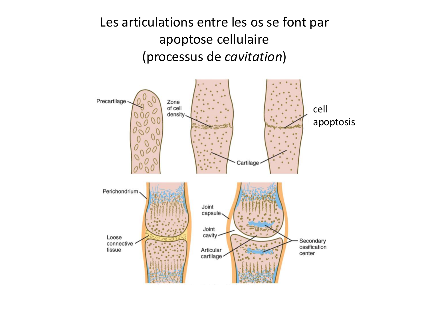 Développement des membres page 37