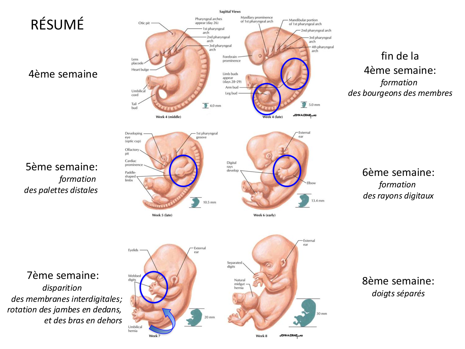 Développement des membres page 38