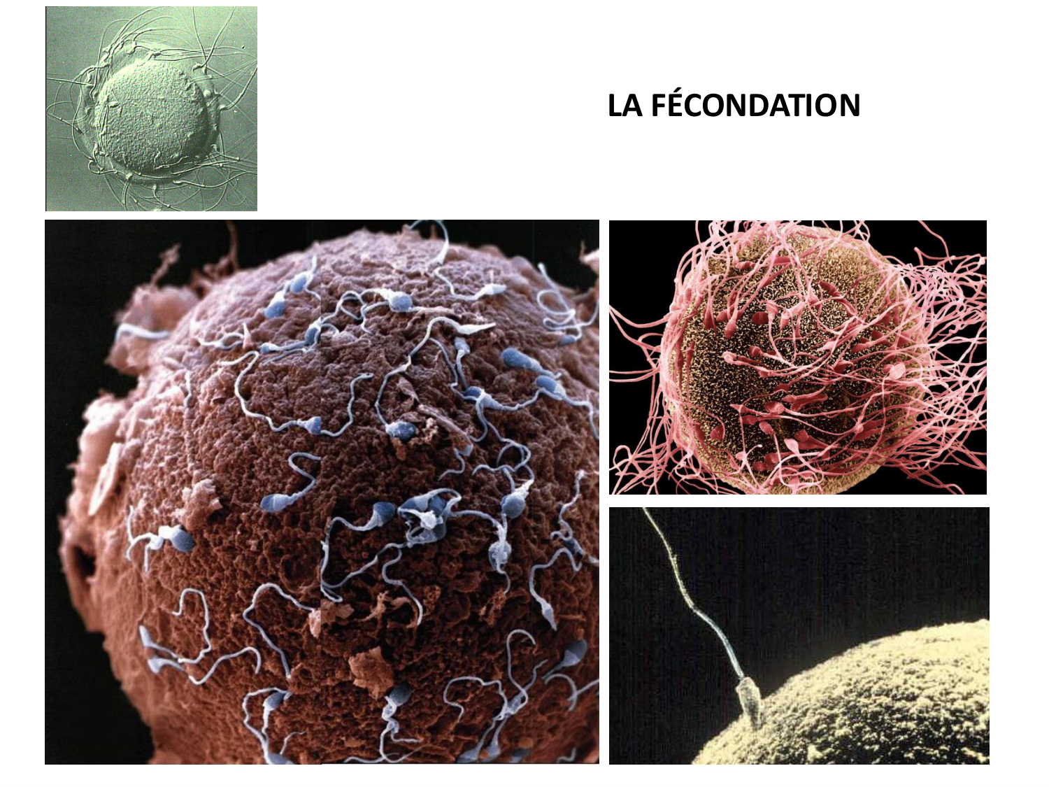 Fécondation et empreinte génomique page 1