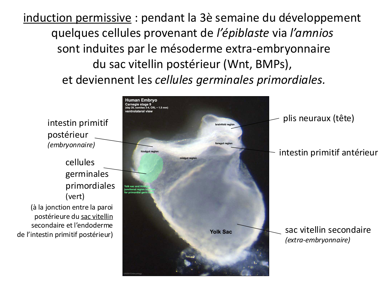 Fécondation et empreinte génomique page 4