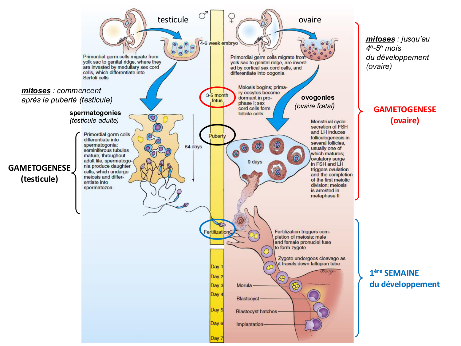 Fécondation et empreinte génomique page 5