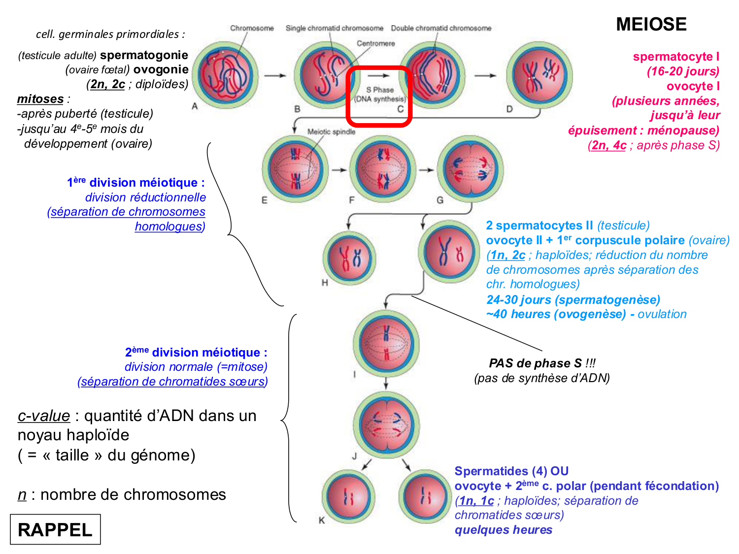 Fécondation et empreinte génomique page 6