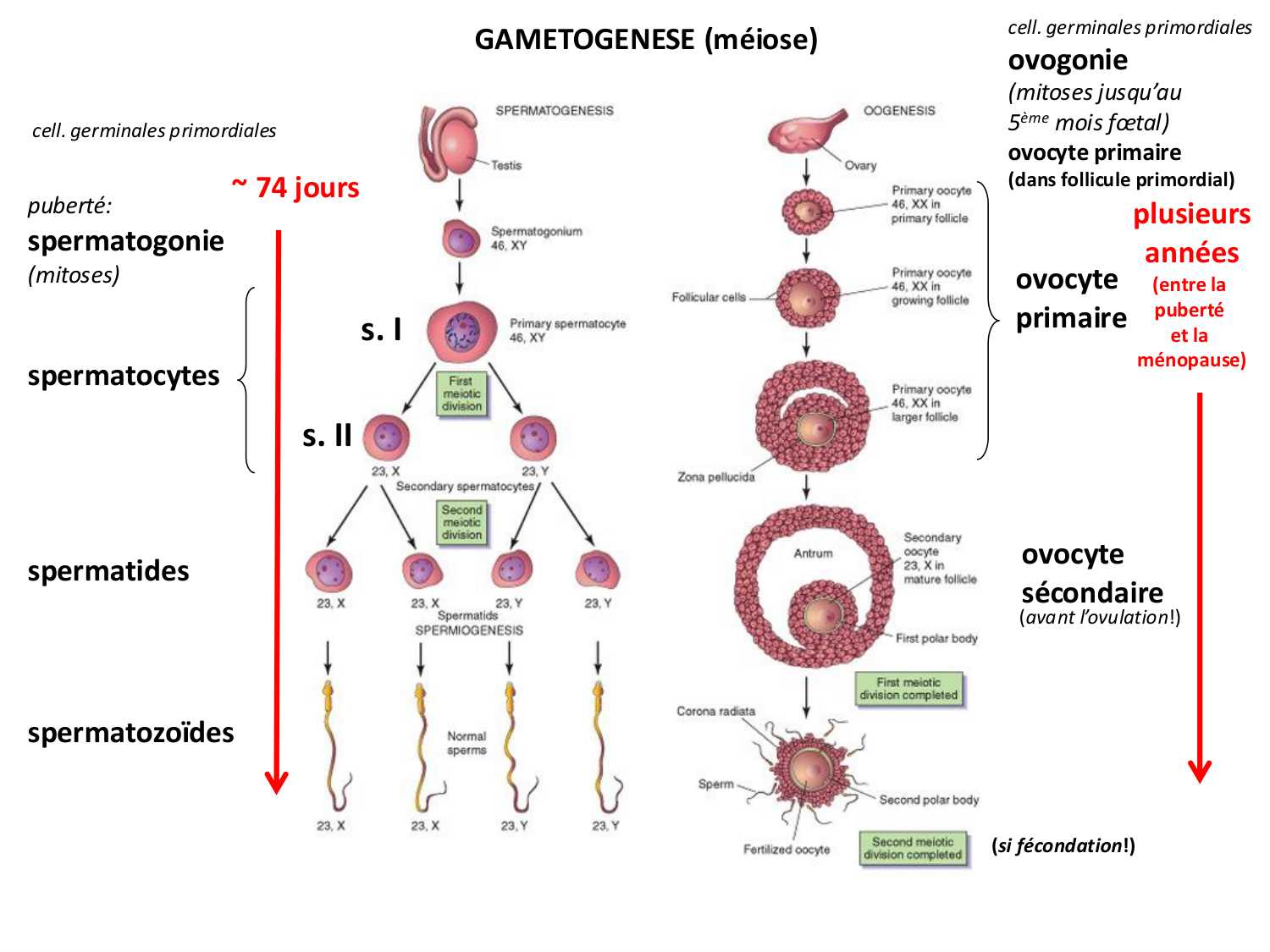 Fécondation et empreinte génomique page 7