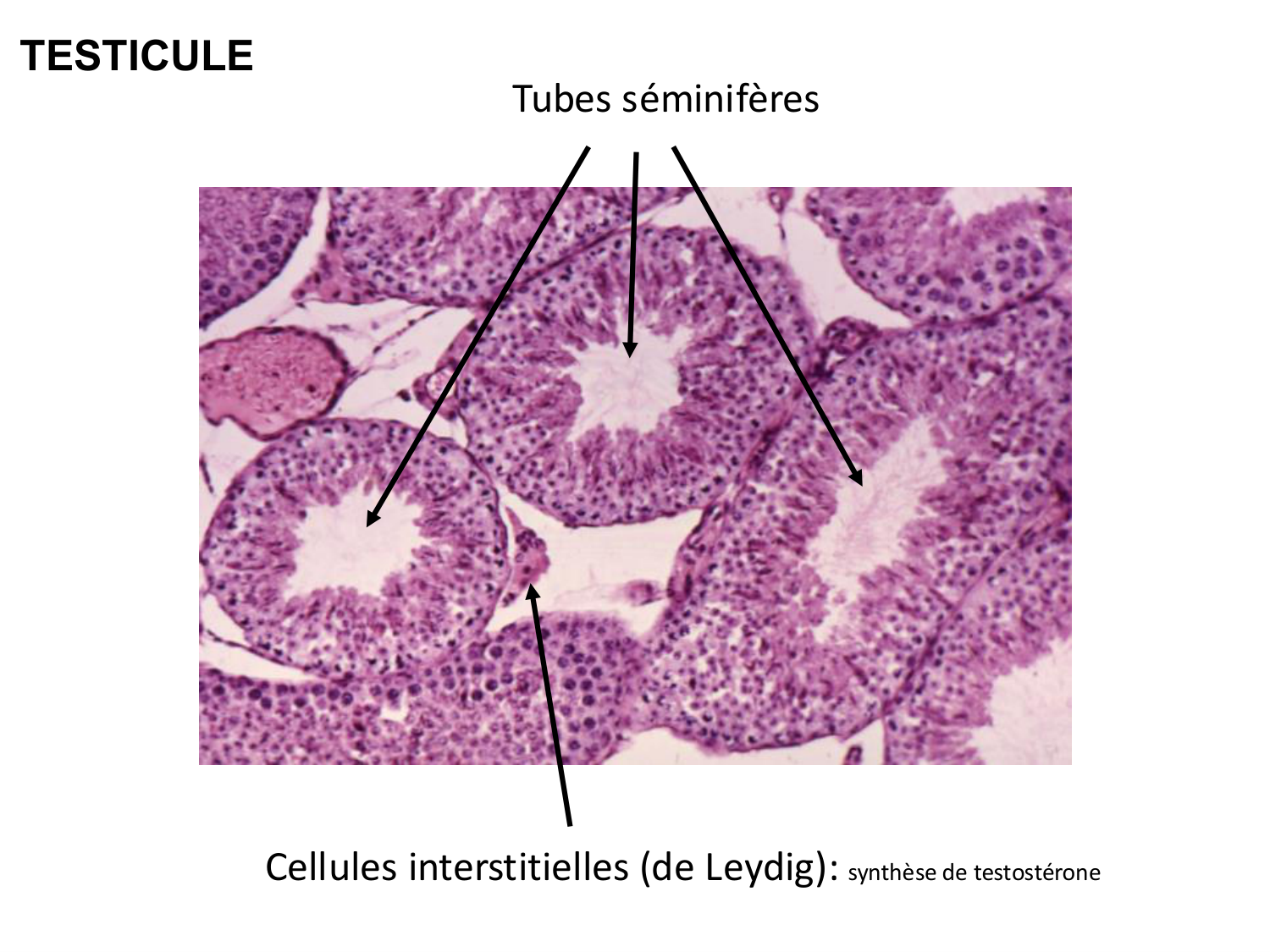 Fécondation et empreinte génomique page 8
