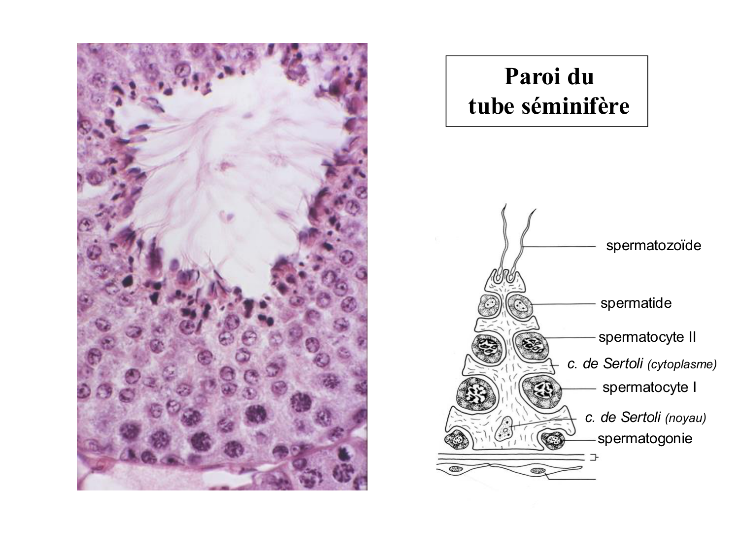 Fécondation et empreinte génomique page 9