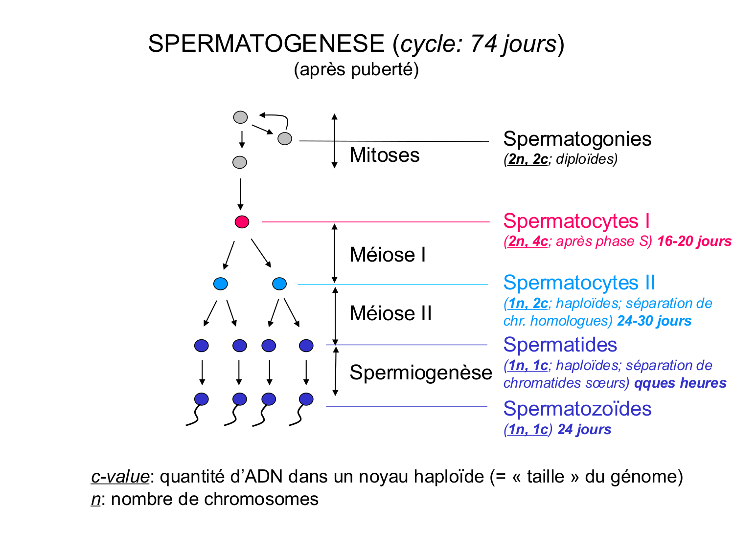 Fécondation et empreinte génomique page 10