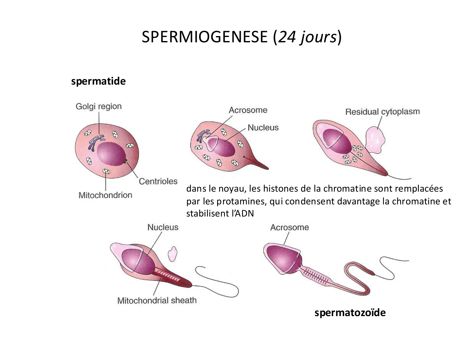 Fécondation et empreinte génomique page 11