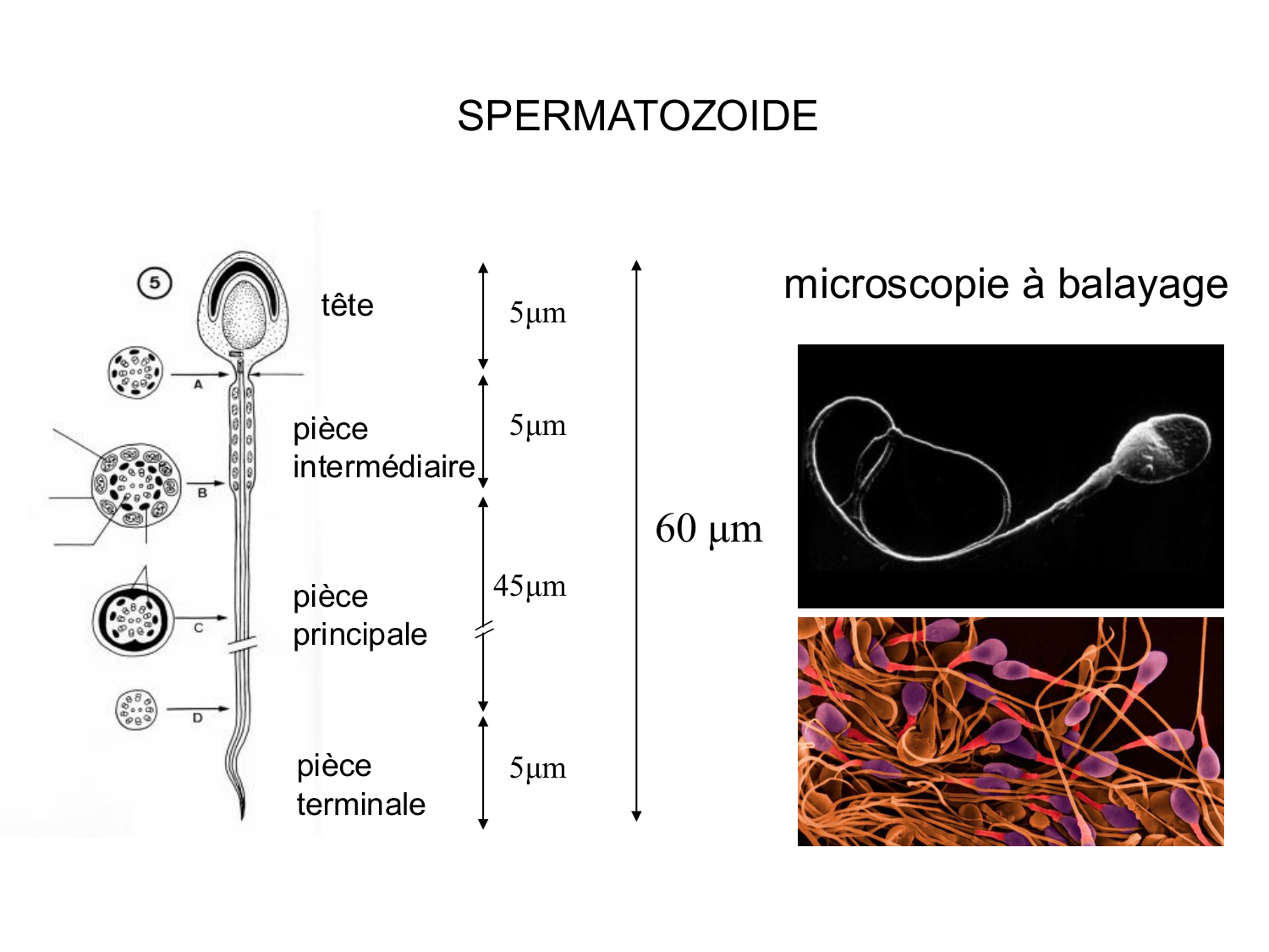 Fécondation et empreinte génomique page 12