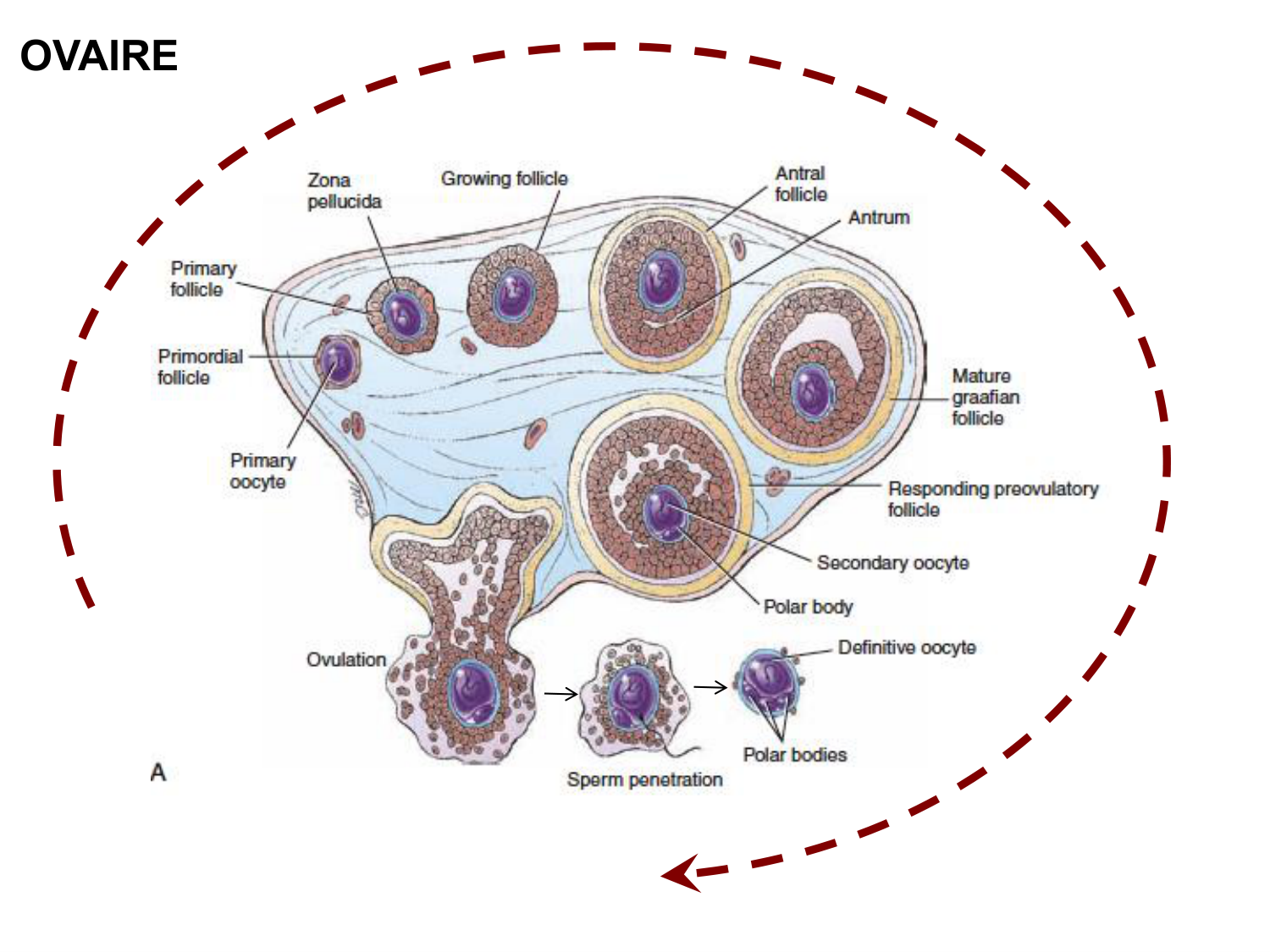 Fécondation et empreinte génomique page 13