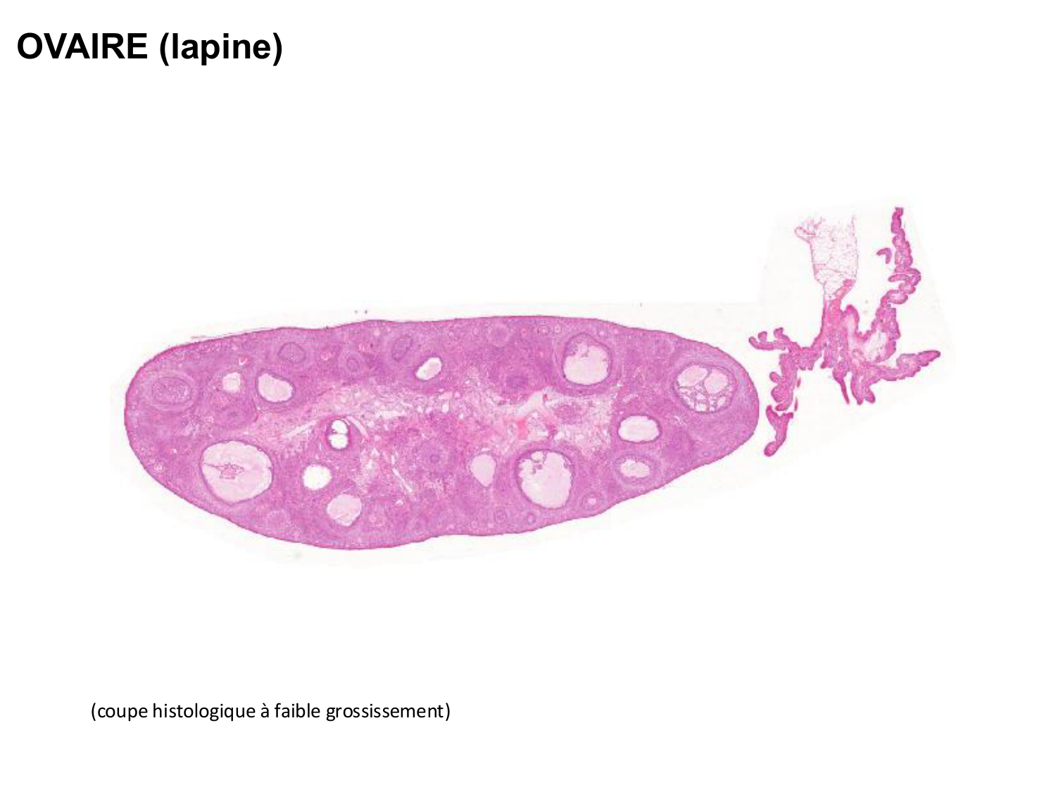 Fécondation et empreinte génomique page 14