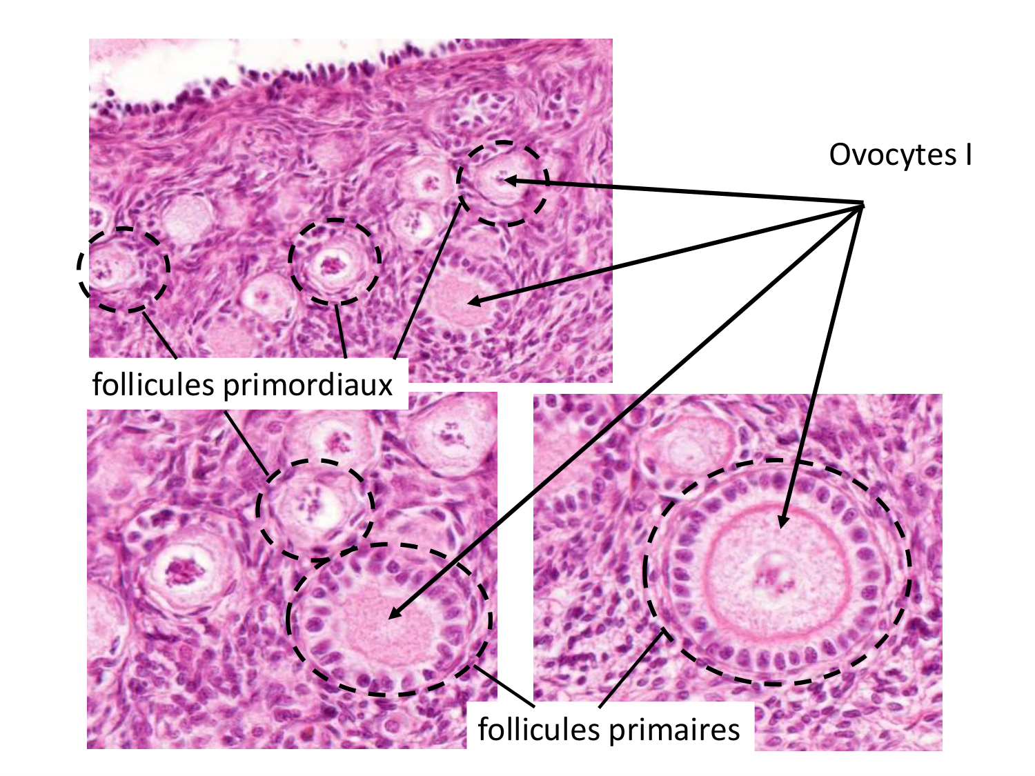 Fécondation et empreinte génomique page 15