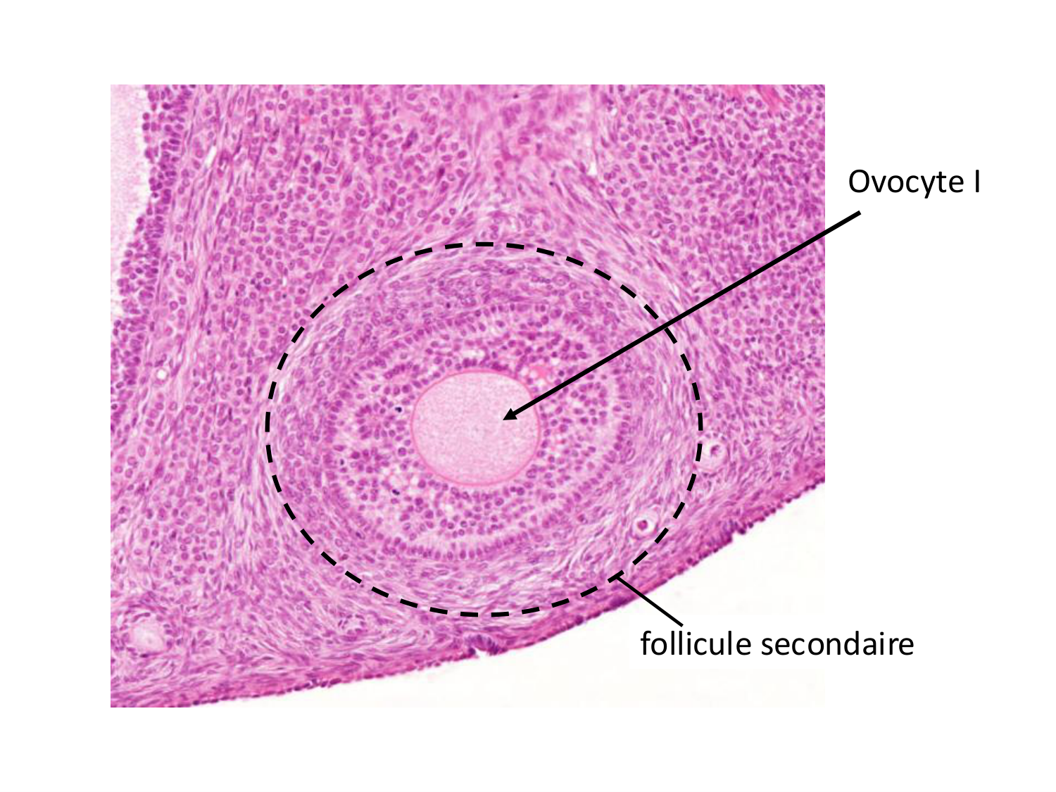 Fécondation et empreinte génomique page 16