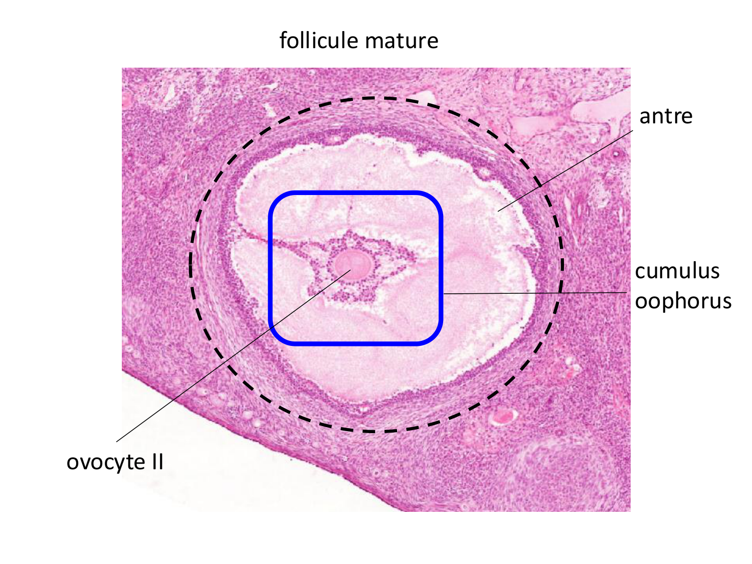 Fécondation et empreinte génomique page 17