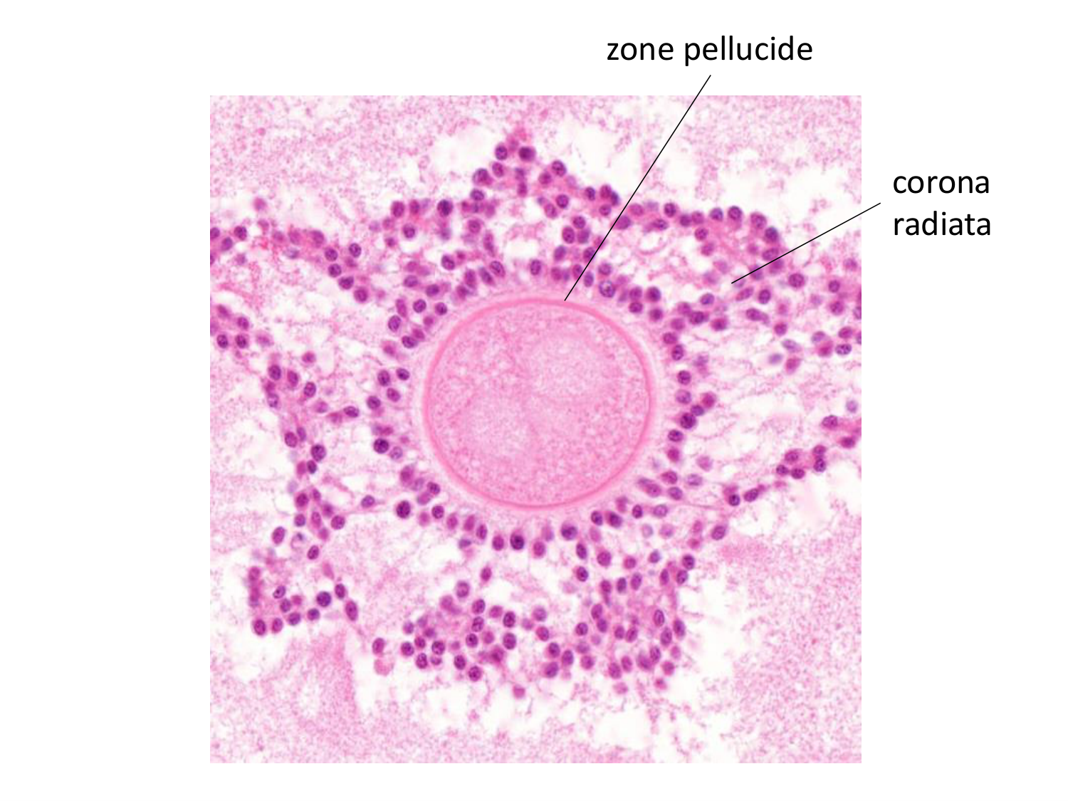 Fécondation et empreinte génomique page 18