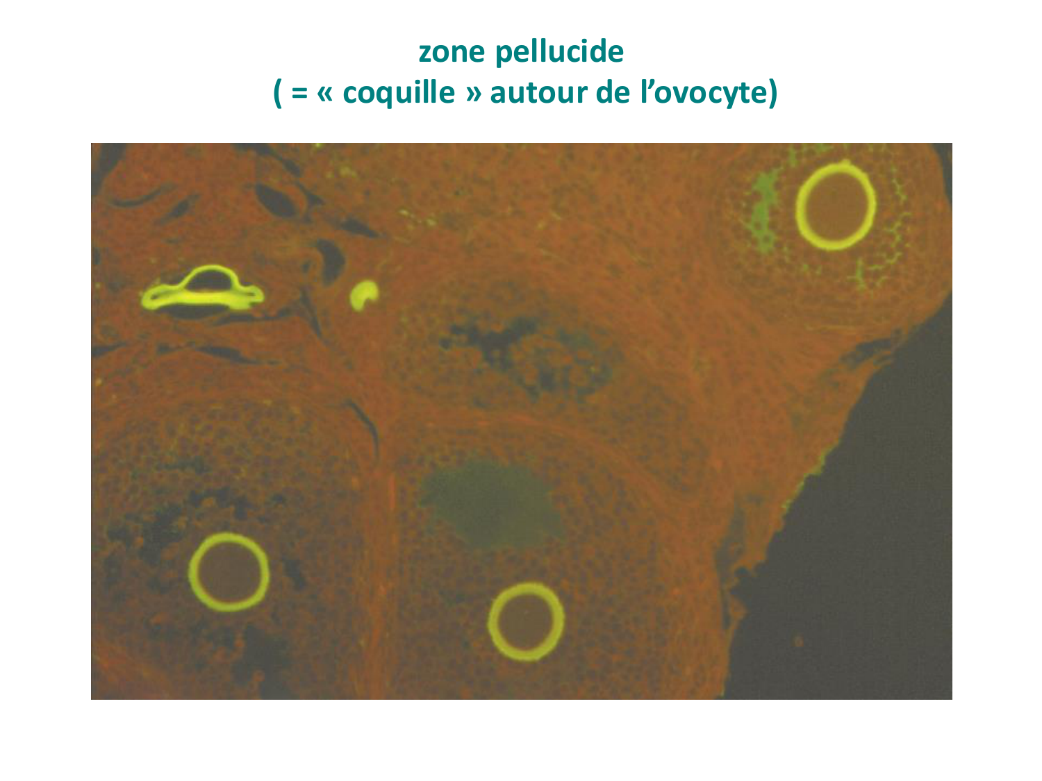Fécondation et empreinte génomique page 19