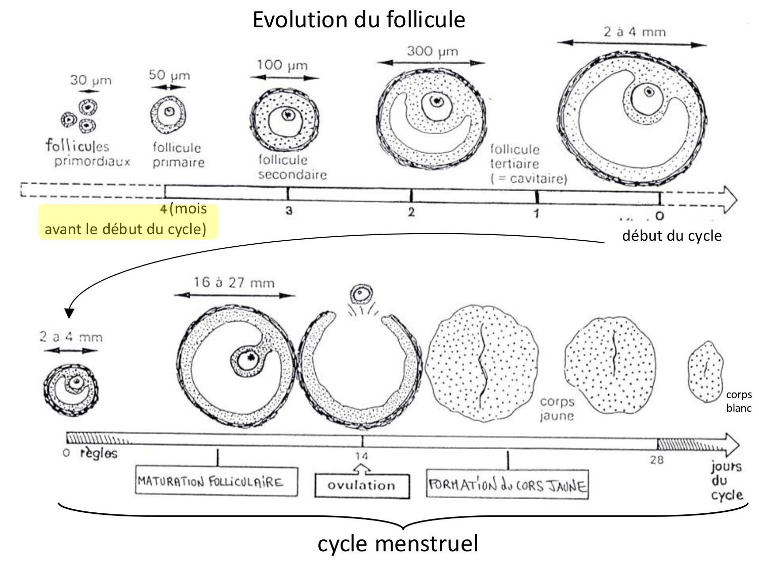 Fécondation et empreinte génomique page 20