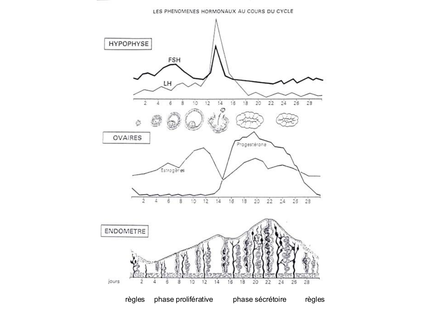 Fécondation et empreinte génomique page 21