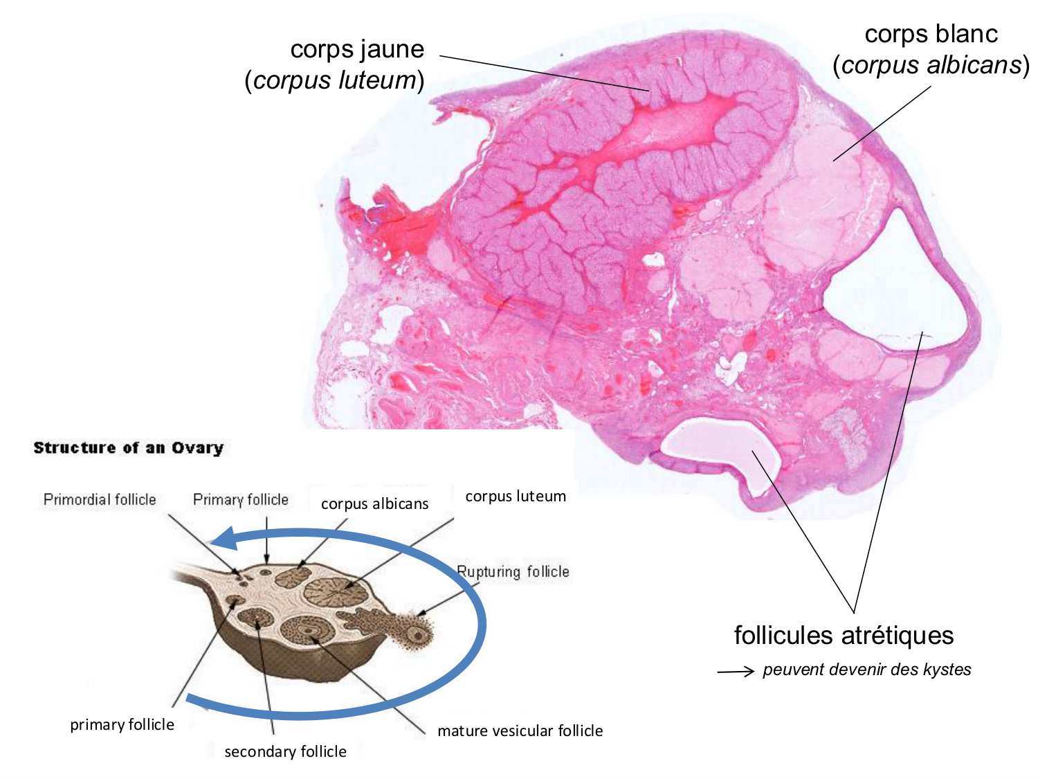 Fécondation et empreinte génomique page 22