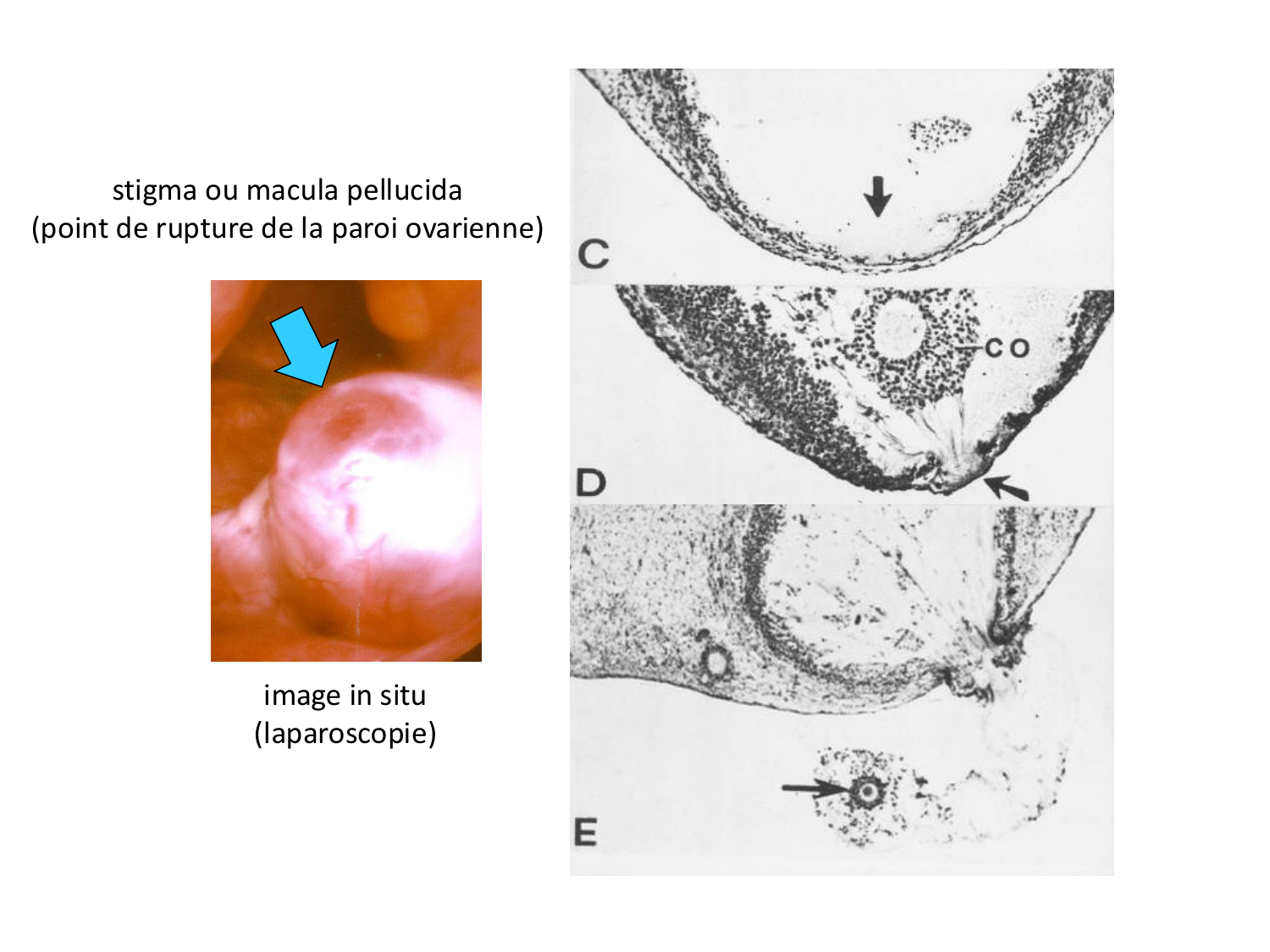 Fécondation et empreinte génomique page 24