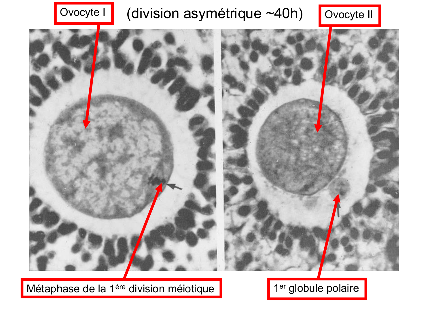 Fécondation et empreinte génomique page 25