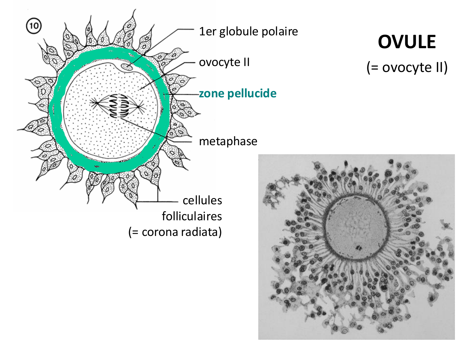 Fécondation et empreinte génomique page 26