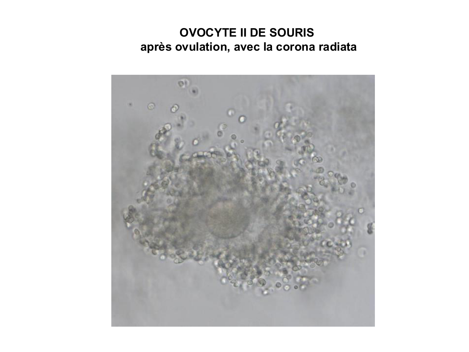 Fécondation et empreinte génomique page 27