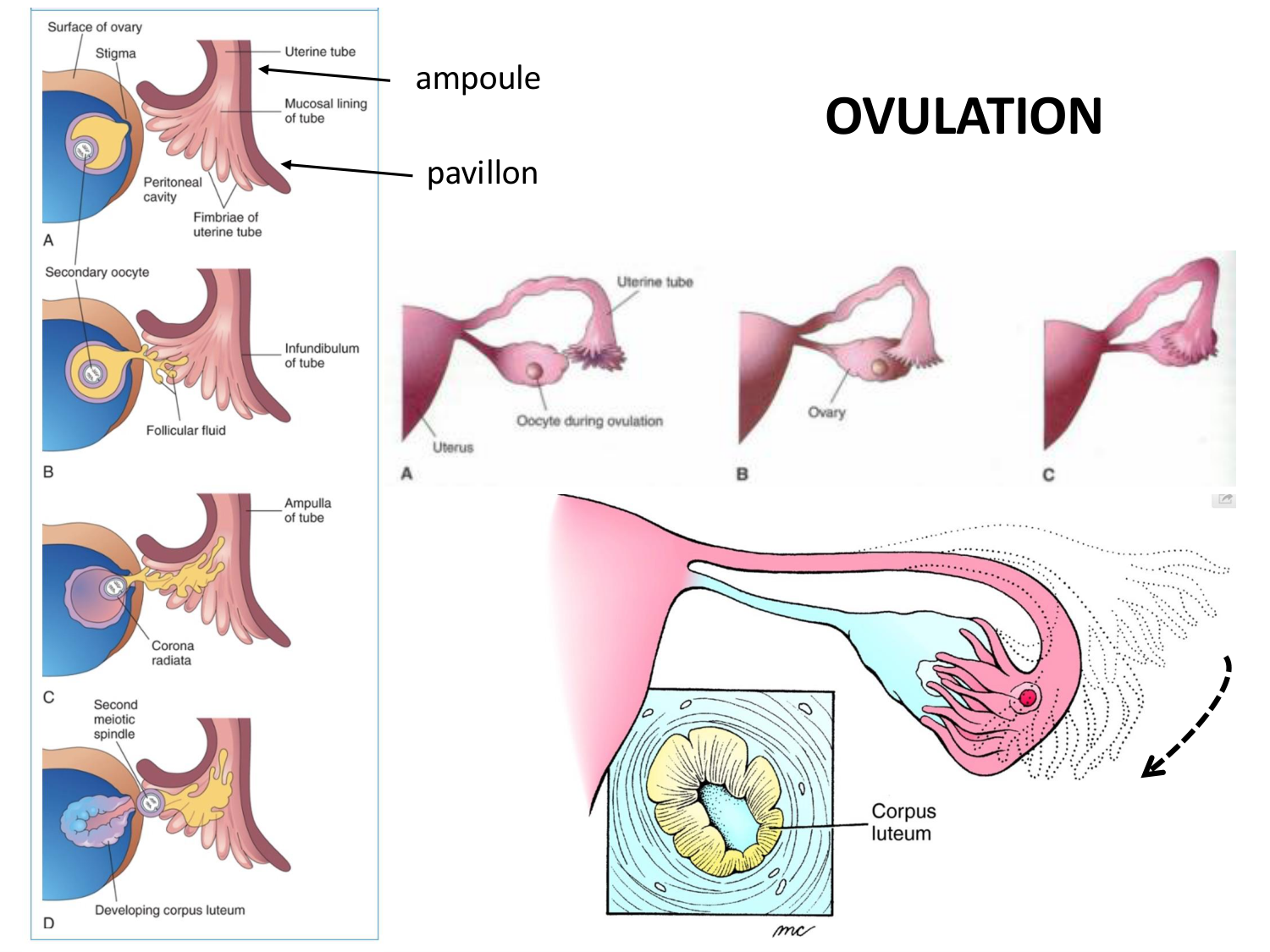Fécondation et empreinte génomique page 28