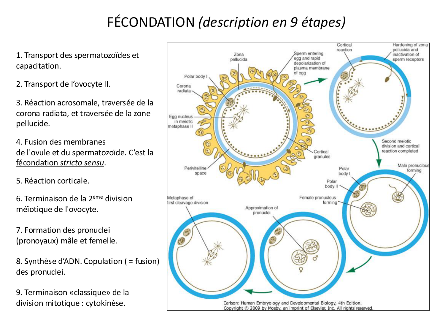 Fécondation et empreinte génomique page 29