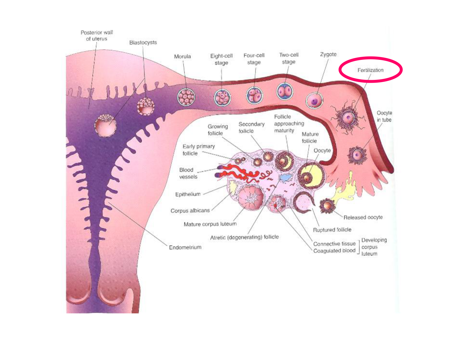 Fécondation et empreinte génomique page 33
