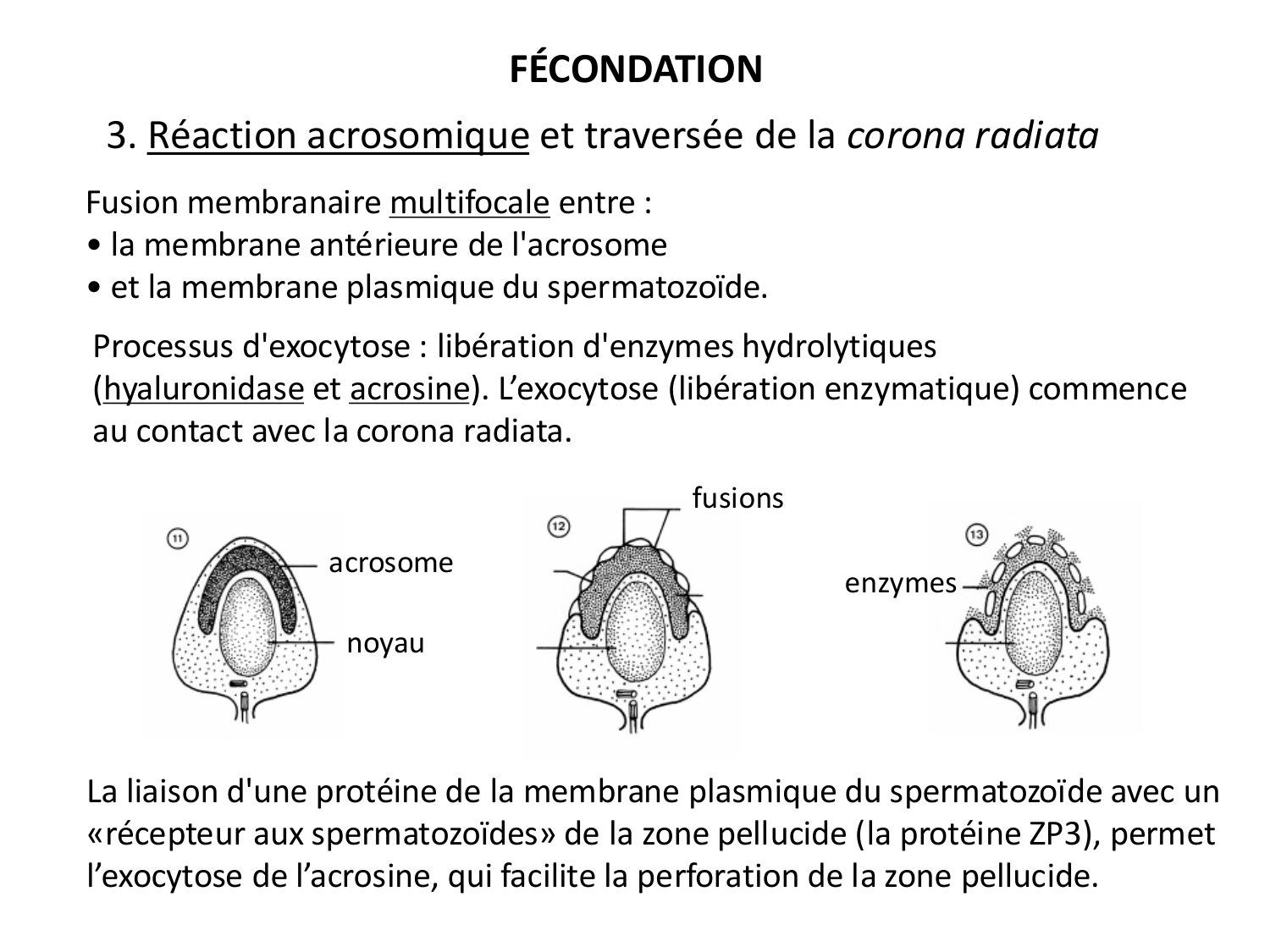 Fécondation et empreinte génomique page 34