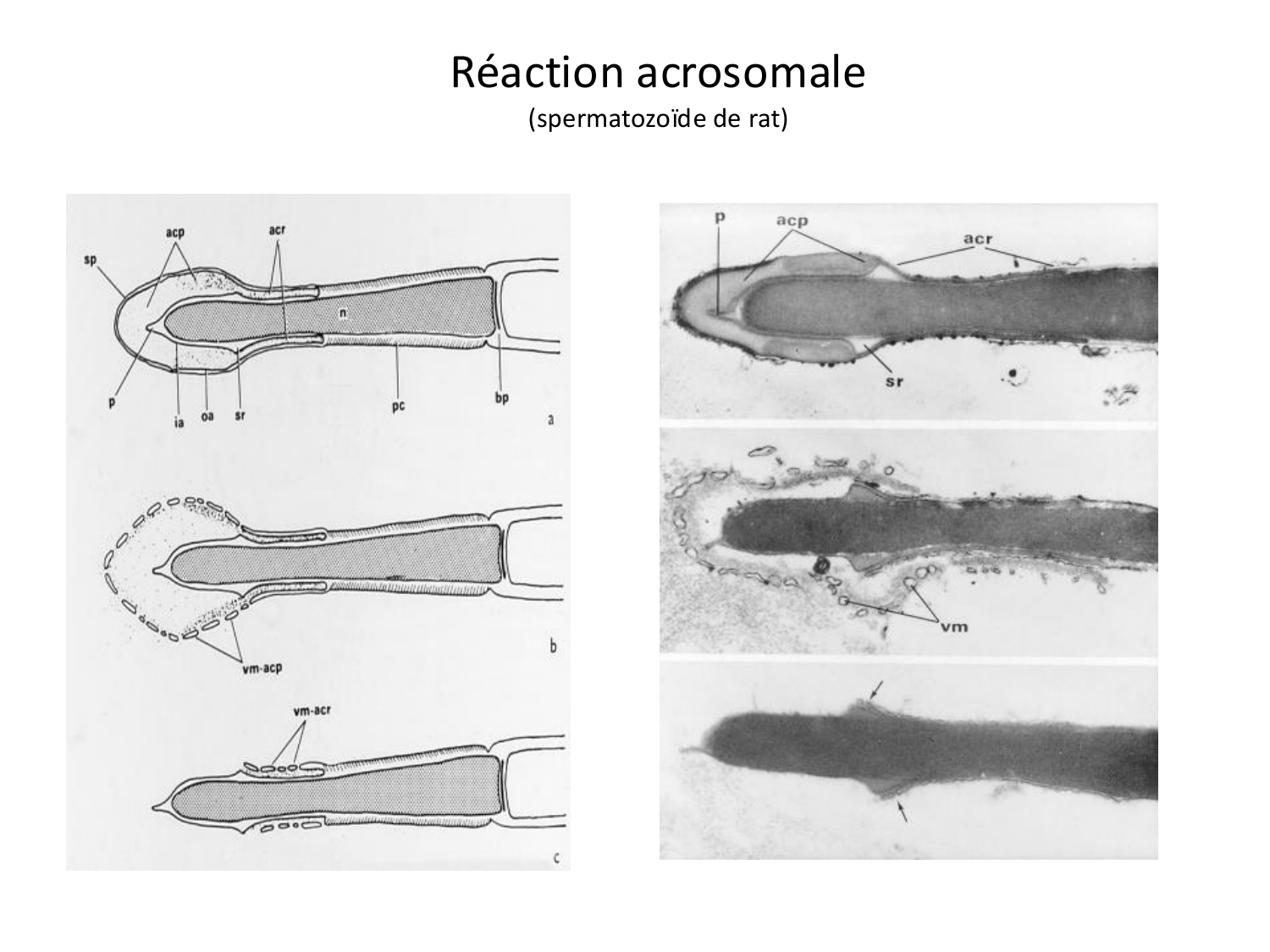 Fécondation et empreinte génomique page 35