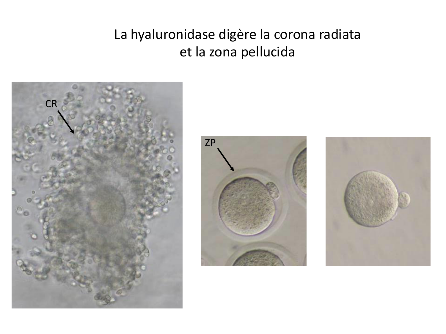 Fécondation et empreinte génomique page 36