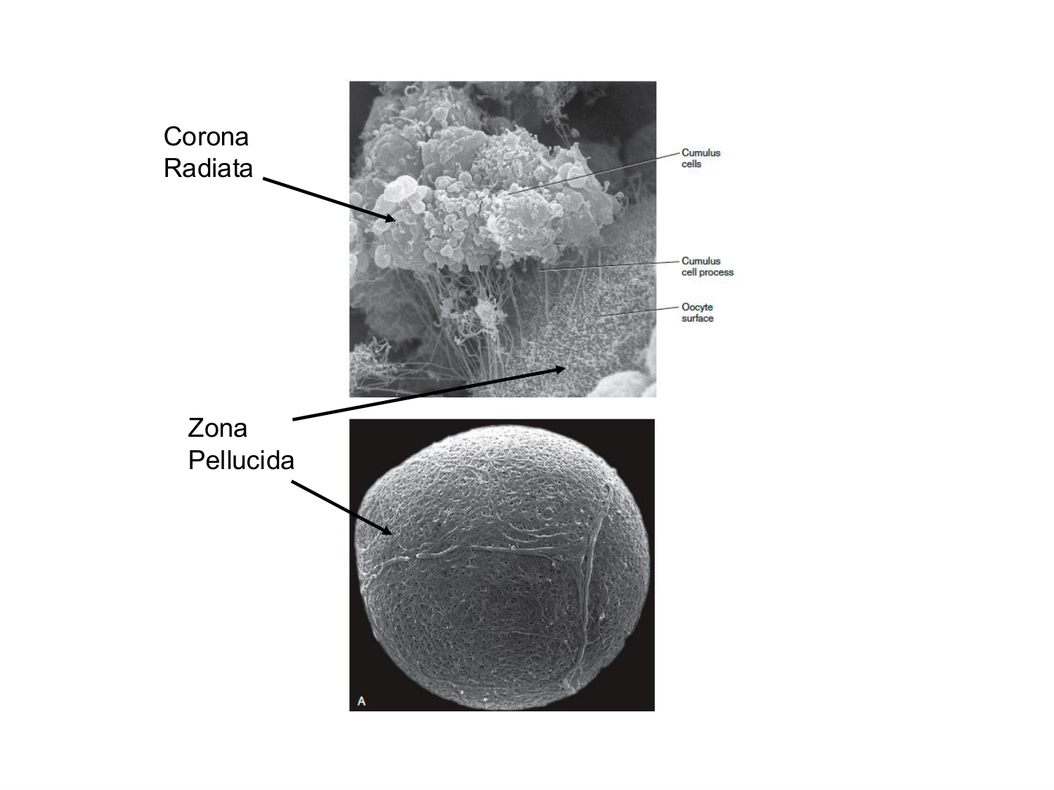 Fécondation et empreinte génomique page 37