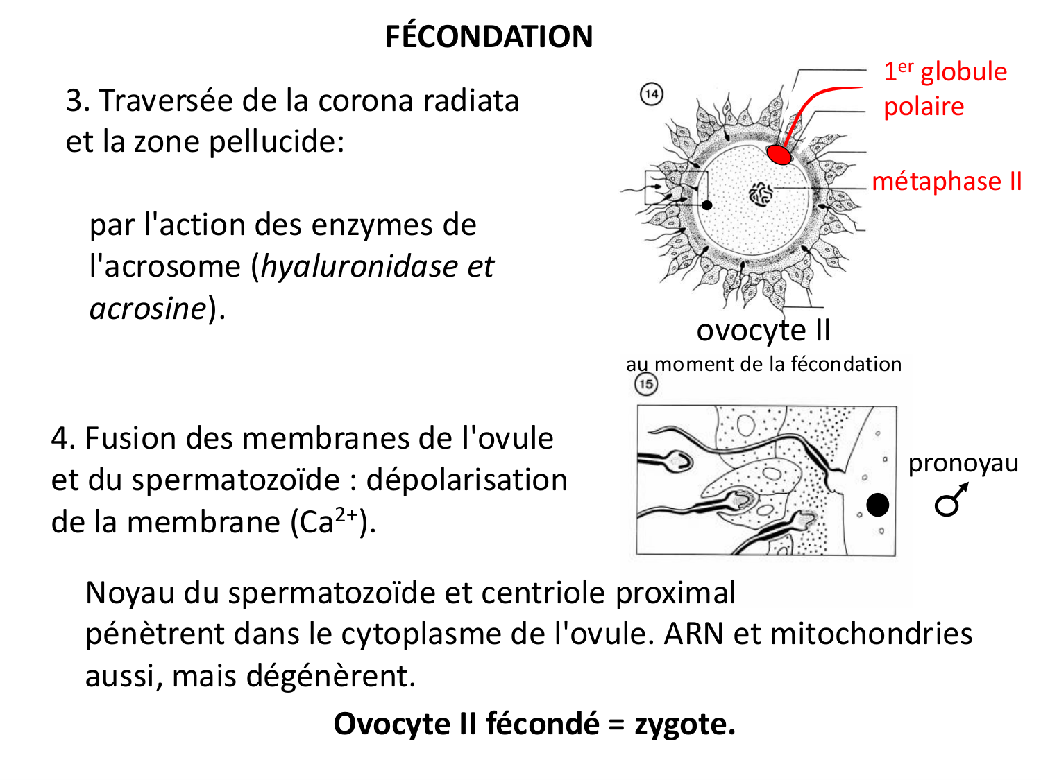 Fécondation et empreinte génomique page 38
