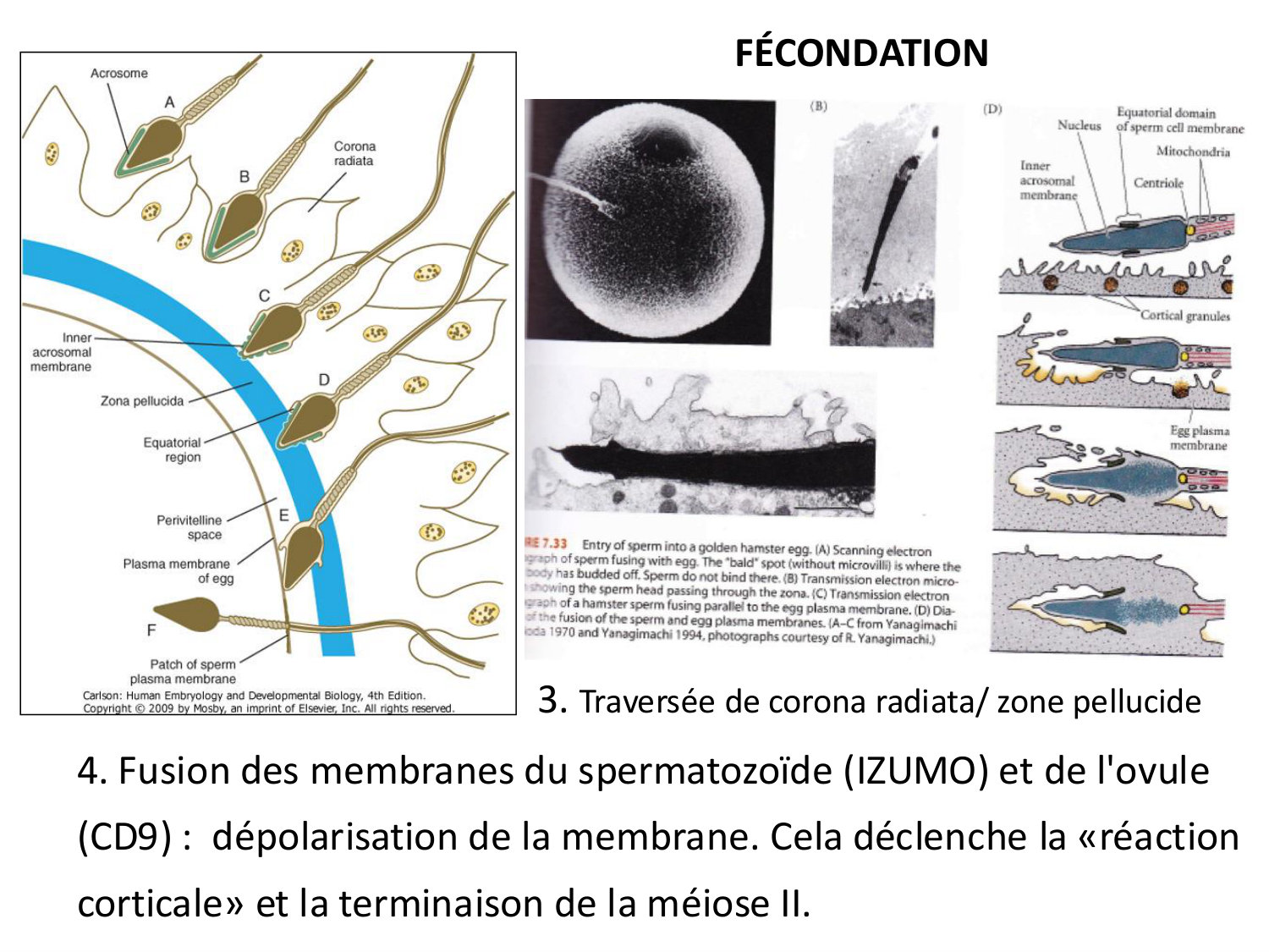 Fécondation et empreinte génomique page 39