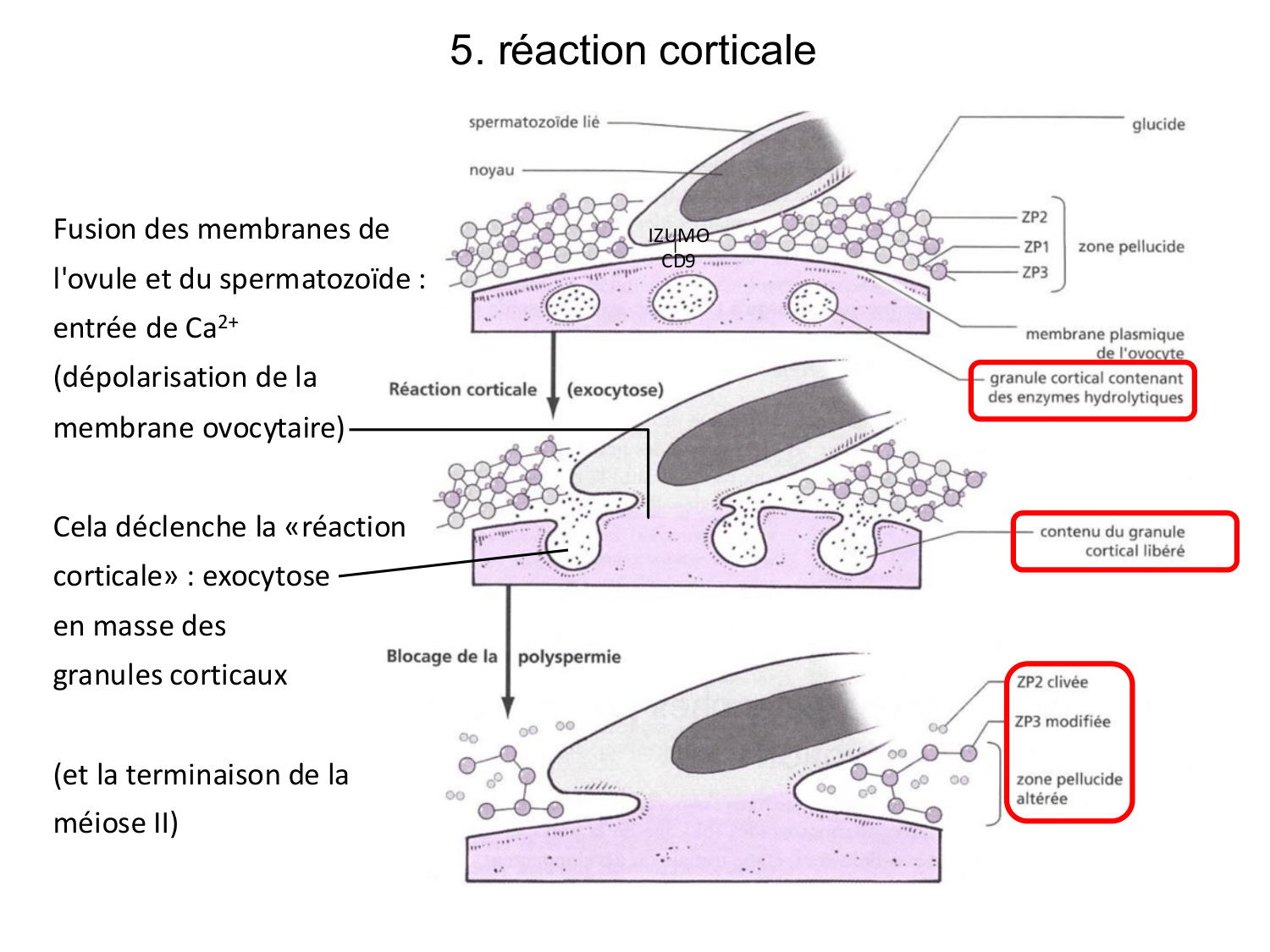 Fécondation et empreinte génomique page 40