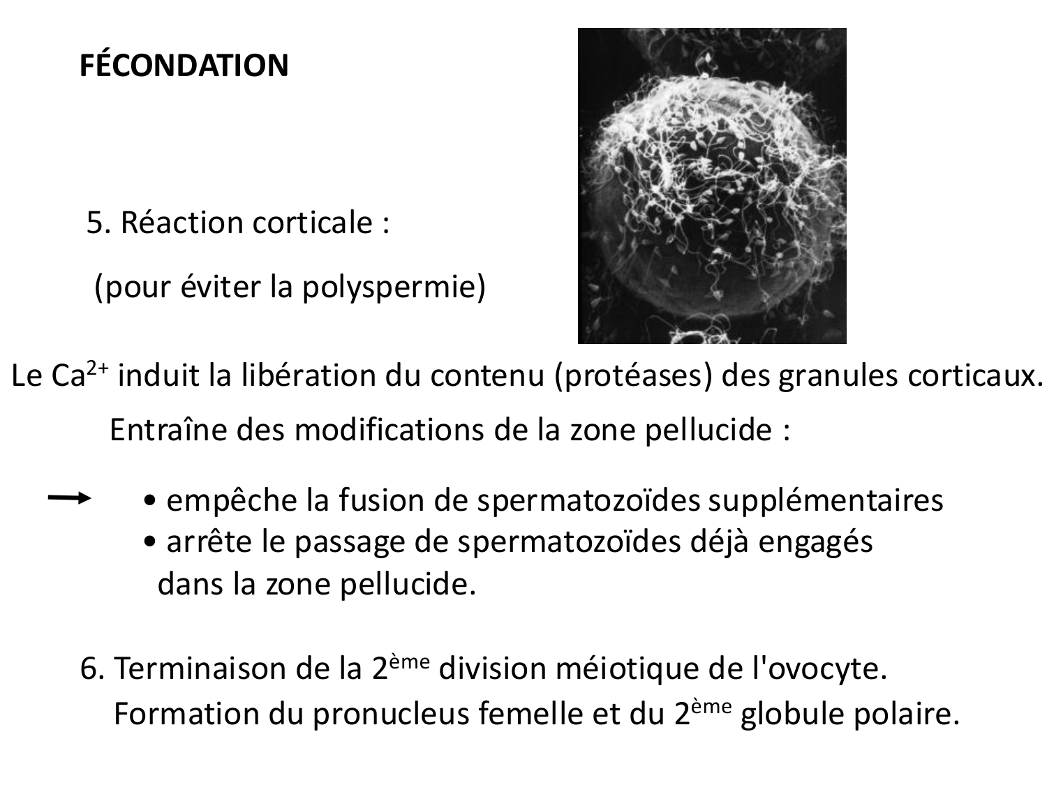 Fécondation et empreinte génomique page 42